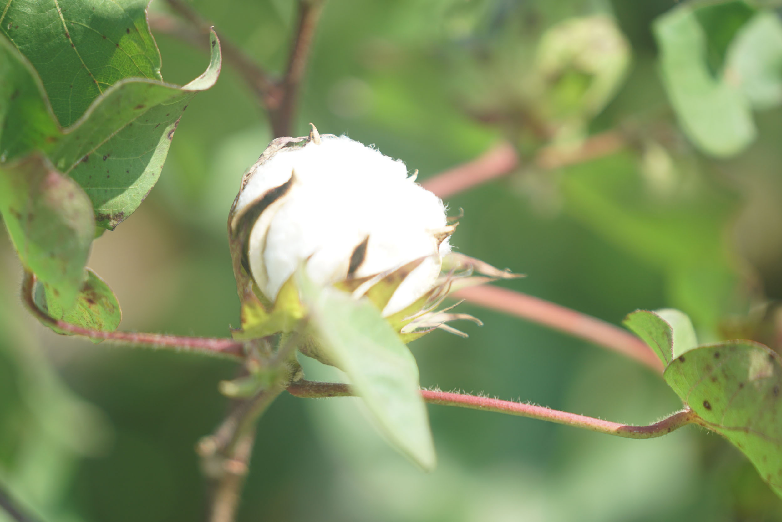 American Cotton: Farm to Quilt